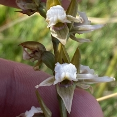 Paraprasophyllum alpestre (Mauve leek orchid) at Cotter River, ACT - 11 Mar 2023 by Tapirlord