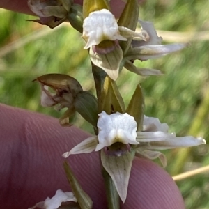 Paraprasophyllum alpestre at Cotter River, ACT - 11 Mar 2023