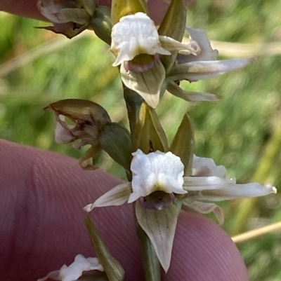 Paraprasophyllum alpestre (Mauve leek orchid) at Cotter River, ACT - 11 Mar 2023 by Tapirlord