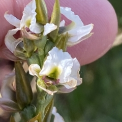 Paraprasophyllum alpestre at Cotter River, ACT - 11 Mar 2023