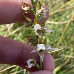 Paraprasophyllum alpestre at Cotter River, ACT - 11 Mar 2023