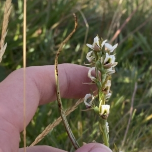 Paraprasophyllum alpestre at Cotter River, ACT - 11 Mar 2023