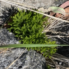 Austrolycopodium fastigiatum (Alpine Club Moss) at Bimberi, NSW - 11 Mar 2023 by Tapirlord