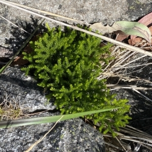 Austrolycopodium fastigiatum at Bimberi, NSW - 11 Mar 2023