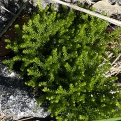 Austrolycopodium fastigiatum at Bimberi, NSW - 11 Mar 2023