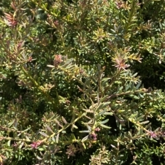 Podocarpus lawrencei (Mountain Plum Pine) at Bimberi, NSW - 11 Mar 2023 by Tapirlord
