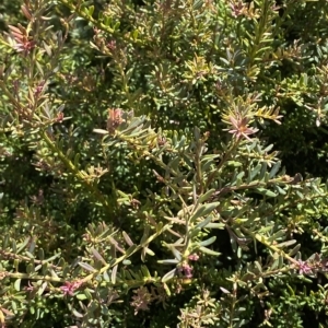 Podocarpus lawrencei at Bimberi, NSW - 11 Mar 2023