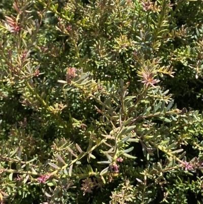 Podocarpus lawrencei (Mountain Plum Pine) at Bimberi, NSW - 11 Mar 2023 by Tapirlord