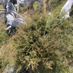 Podocarpus lawrencei at Bimberi, NSW - 11 Mar 2023