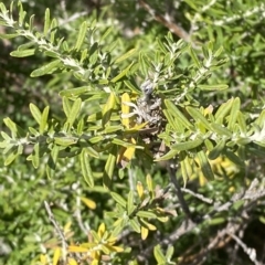 Ozothamnus secundiflorus (Cascade Everlasting) at Bimberi, NSW - 11 Mar 2023 by Tapirlord