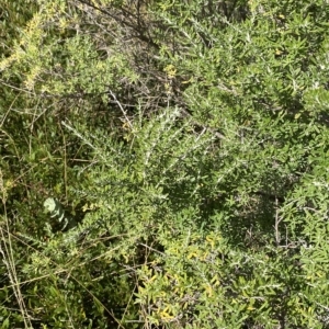 Ozothamnus secundiflorus at Bimberi, NSW - 11 Mar 2023 03:24 PM