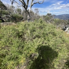 Ozothamnus secundiflorus at Bimberi, NSW - 11 Mar 2023 03:24 PM