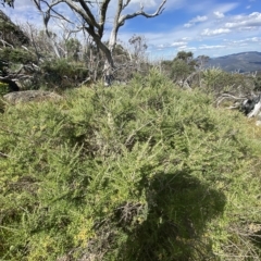 Ozothamnus secundiflorus at Bimberi, NSW - 11 Mar 2023 03:24 PM