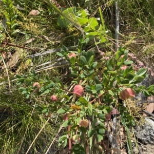 Pimelea ligustrina subsp. ciliata at Bimberi, NSW - 11 Mar 2023