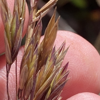 Festuca muelleri (Alpine Fescue) at Cotter River, ACT - 11 Mar 2023 by Tapirlord