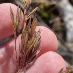 Festuca muelleri at Cotter River, ACT - 11 Mar 2023 02:48 PM