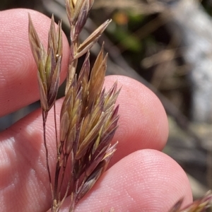 Festuca muelleri at Cotter River, ACT - 11 Mar 2023 02:48 PM