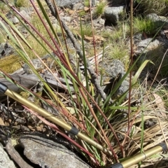 Festuca muelleri at Cotter River, ACT - 11 Mar 2023 02:48 PM