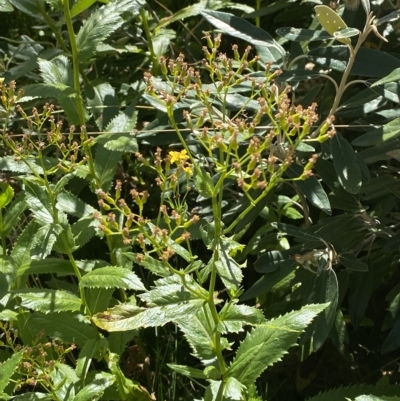 Senecio linearifolius var. latifolius at Bimberi, NSW - 11 Mar 2023 by Tapirlord