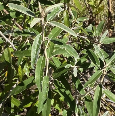 Olearia megalophylla (Large-leaf Daisy-bush) at Cotter River, ACT - 11 Mar 2023 by Tapirlord