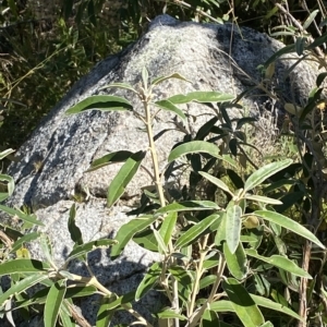 Olearia megalophylla at Cotter River, ACT - 11 Mar 2023