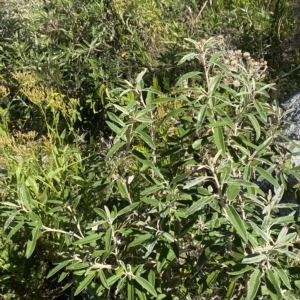 Olearia megalophylla at Cotter River, ACT - 11 Mar 2023