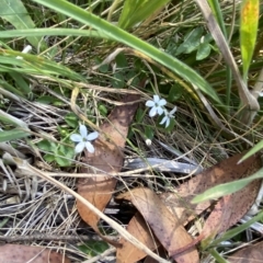 Lobelia pedunculata (Matted Pratia) at Kosciuszko National Park - 11 Mar 2023 by Tapirlord