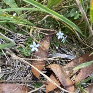 Lobelia pedunculata at Cotter River, ACT - 11 Mar 2023