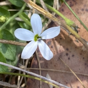 Lobelia pedunculata at Cotter River, ACT - 11 Mar 2023