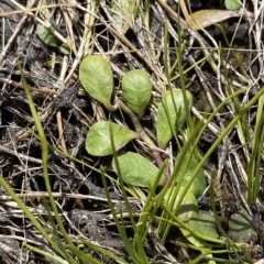 Lobelia surrepens (Mud Pratia) at Cotter River, ACT - 11 Mar 2023 by Tapirlord