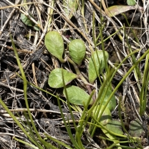 Lobelia surrepens at Cotter River, ACT - 11 Mar 2023 01:40 PM