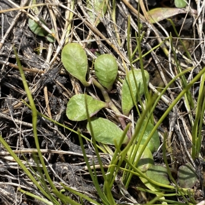 Lobelia surrepens (Mud Pratia) at Cotter River, ACT - 11 Mar 2023 by Tapirlord