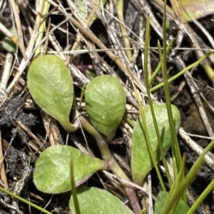 Lobelia surrepens at Cotter River, ACT - 11 Mar 2023