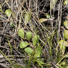 Lobelia surrepens at Cotter River, ACT - 11 Mar 2023