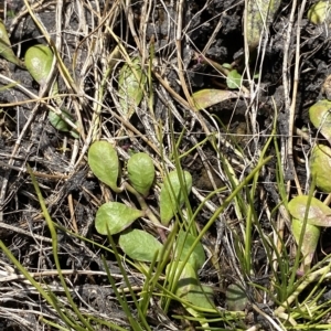 Lobelia surrepens at Cotter River, ACT - 11 Mar 2023 01:40 PM