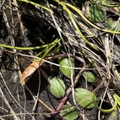 Lobelia surrepens at Cotter River, ACT - 11 Mar 2023