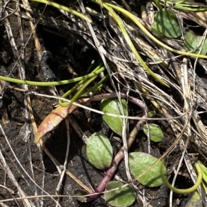 Lobelia surrepens at Cotter River, ACT - 11 Mar 2023 01:40 PM