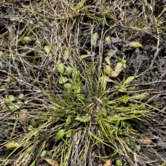 Lobelia surrepens at Cotter River, ACT - 11 Mar 2023 01:40 PM