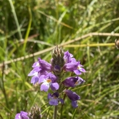 Euphrasia caudata (Tailed Eyebright) at Cotter River, ACT - 11 Mar 2023 by Tapirlord