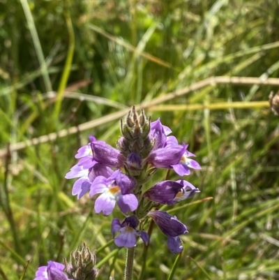 Euphrasia caudata (Tailed Eyebright) at Cotter River, ACT - 11 Mar 2023 by Tapirlord