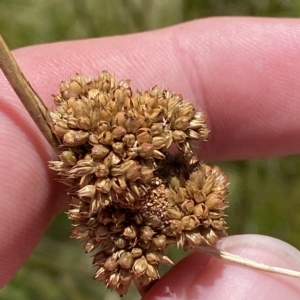 Juncus australis at Cotter River, ACT - 11 Mar 2023 01:38 PM