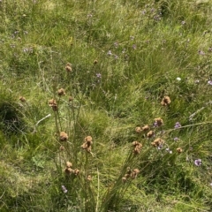 Juncus australis at Cotter River, ACT - 11 Mar 2023 01:38 PM