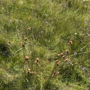 Juncus australis at Cotter River, ACT - 11 Mar 2023 01:38 PM