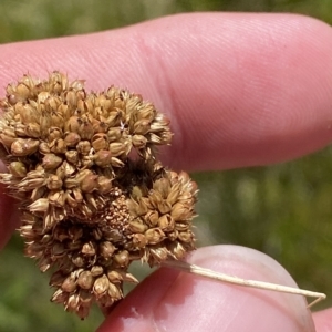 Juncus australis at Cotter River, ACT - 11 Mar 2023 01:38 PM