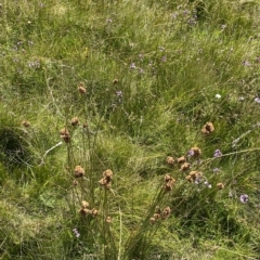 Juncus australis at Cotter River, ACT - 11 Mar 2023 01:38 PM