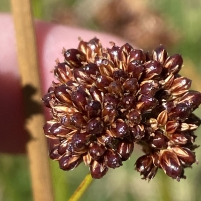 Juncus phaeanthus (Dark-flower Rush) at Cotter River, ACT - 11 Mar 2023 by Tapirlord