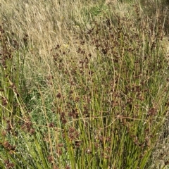 Juncus phaeanthus at Cotter River, ACT - 11 Mar 2023 01:38 PM