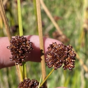 Juncus phaeanthus at Cotter River, ACT - 11 Mar 2023 01:38 PM