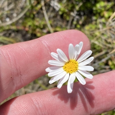 Brachyscome radicans (Marsh Daisy) at Bimberi, NSW - 11 Mar 2023 by Tapirlord