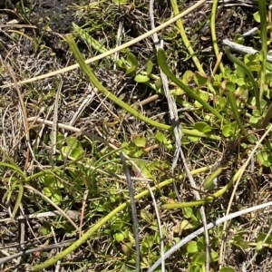 Brachyscome radicans at Bimberi, NSW - 11 Mar 2023 01:35 PM